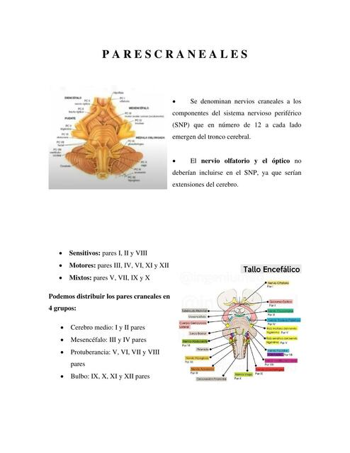 Pares craneales 