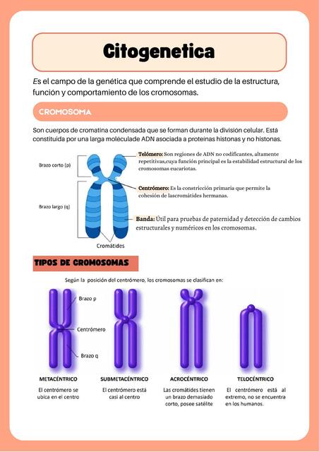 Citogenetica y bioetica 