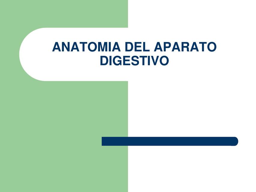 Anatomia del aparato digestivo