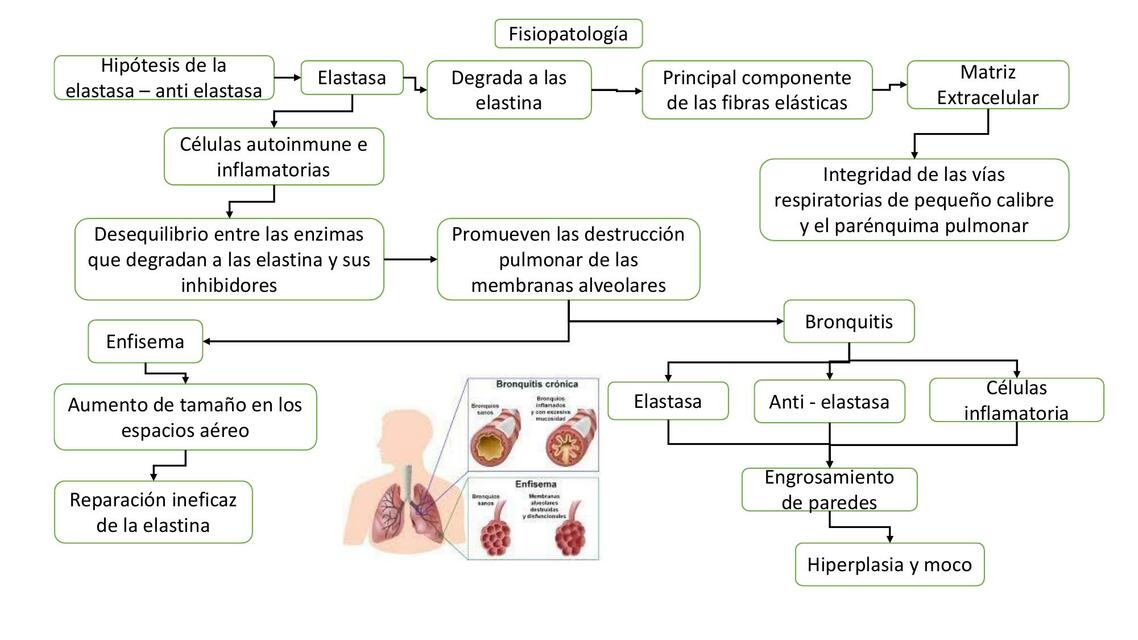 Fisiopatologia EPOC