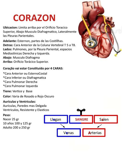 Corazon y sistema circulatorio