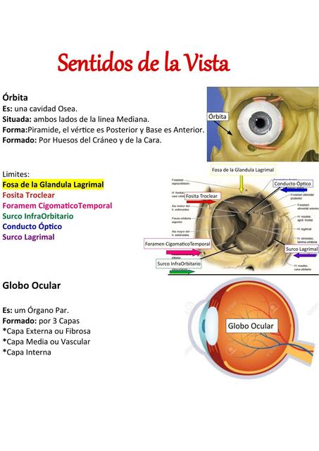 ÓRGANOS DE LOS SENTIDOS