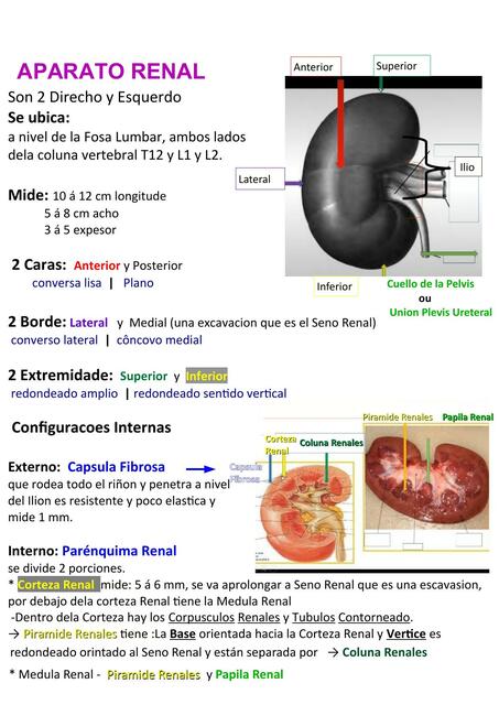 Aparto renal