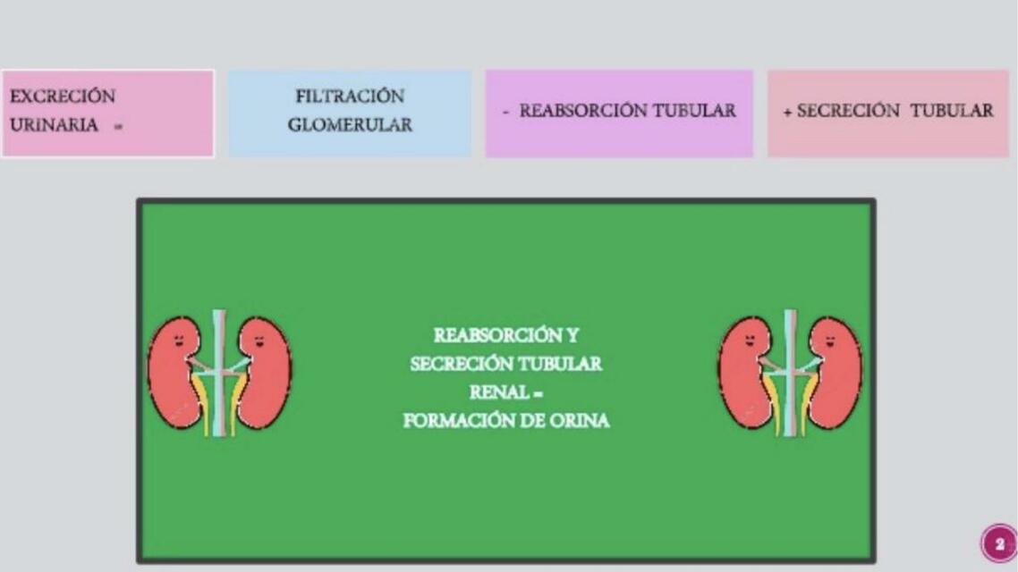 Tubulo distal