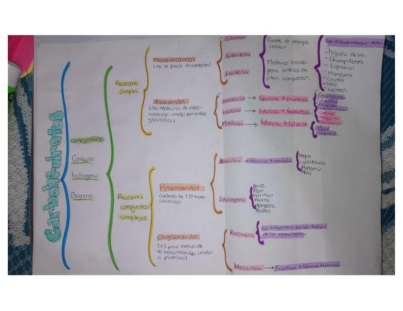 Bioquimica carbohidratos