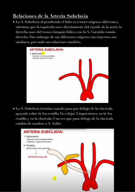 Irrigacion miembro superior (relaciones+ramas)