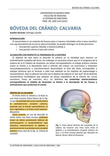 Boveda del craneo: calvaria