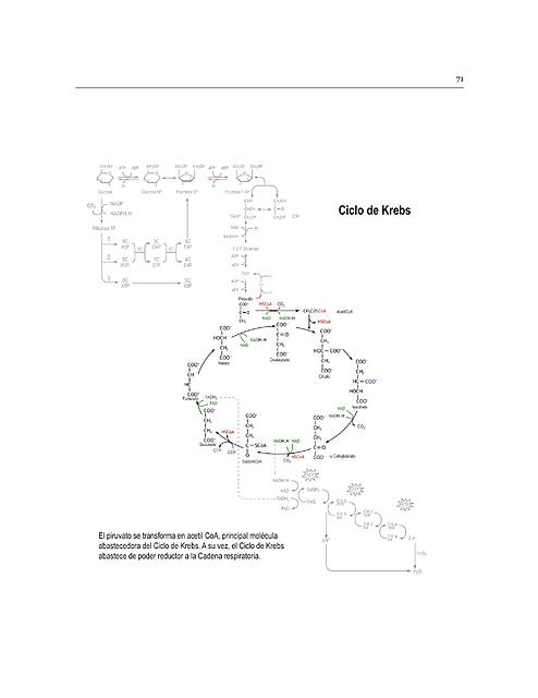 CICLO DE KREBS