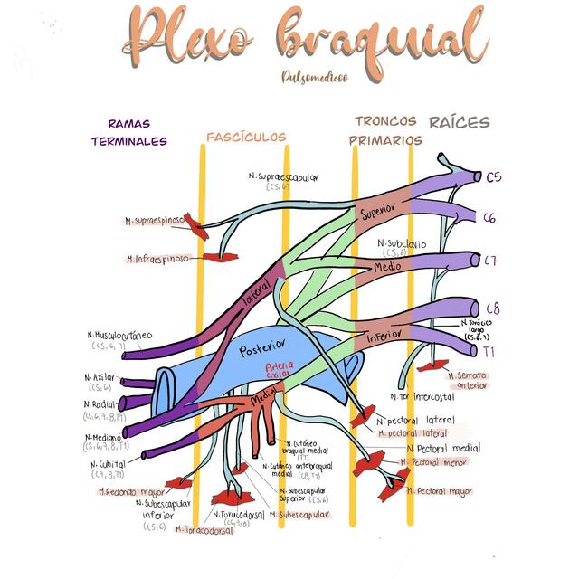 Plexo braquial