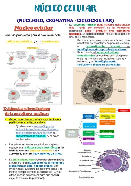 Núcleo Celular 