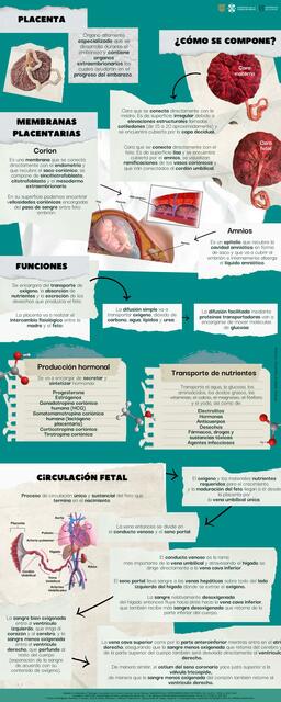 Anatomía y fisiología de la placenta y membranas embrionarias UNISA