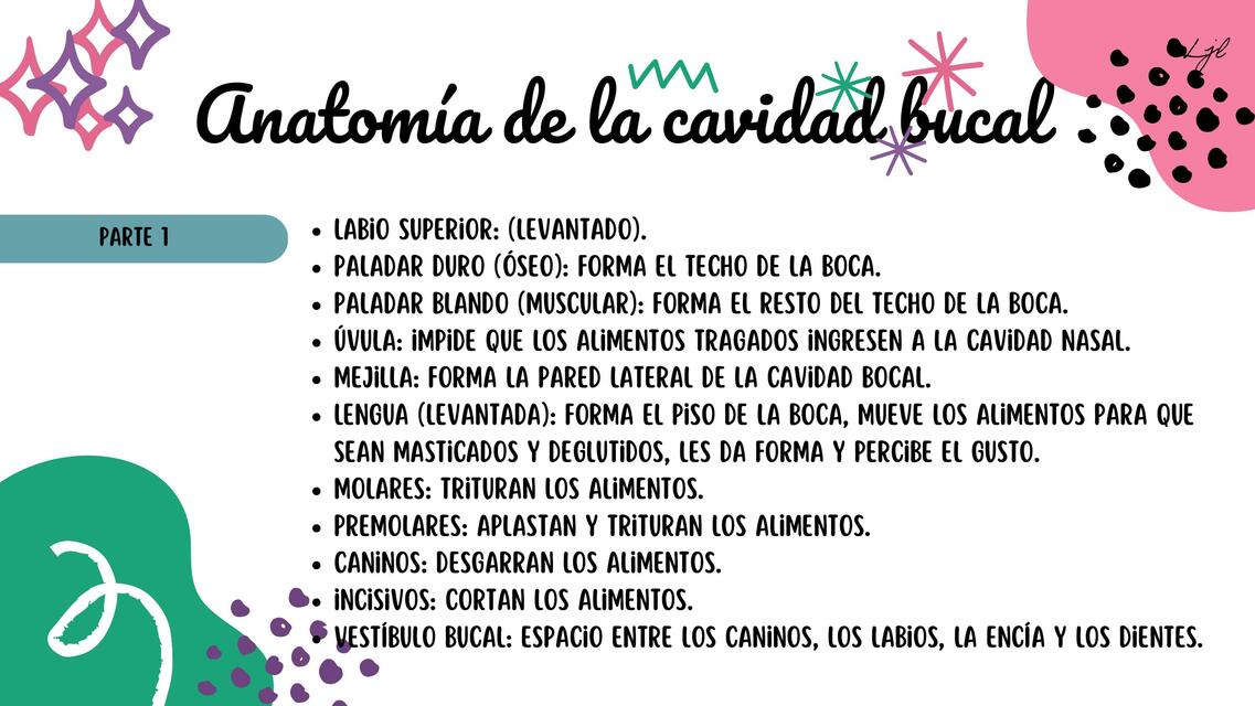 Anatomía De La Cavidad Bucal Jaz Udocz