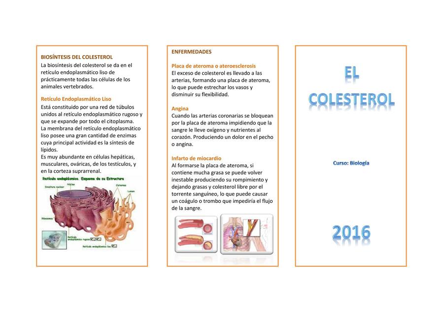 El colesterol 