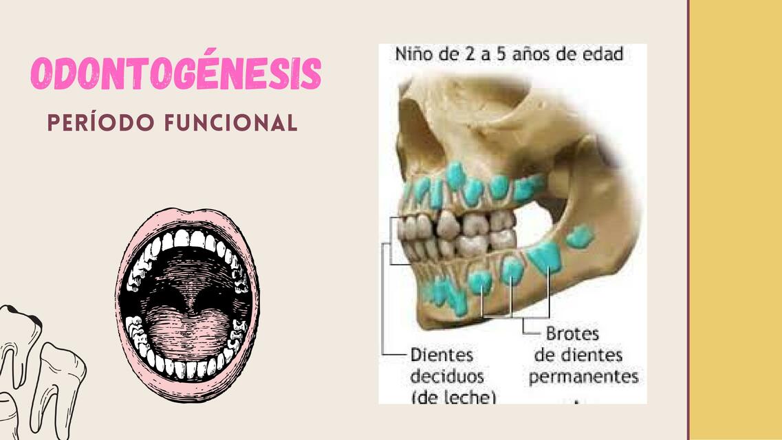 Período funcional