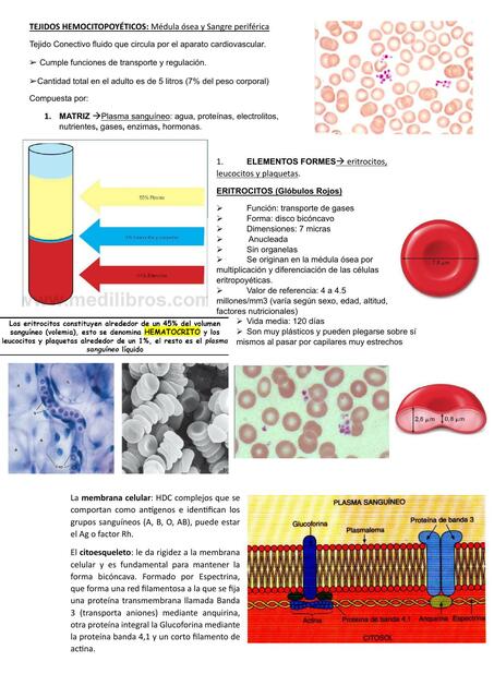 Tejidos Hematopoyéticos 