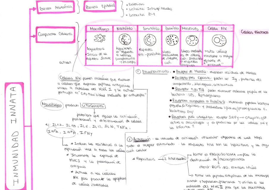 Cuadro Sinóptico Inmunidad Innata