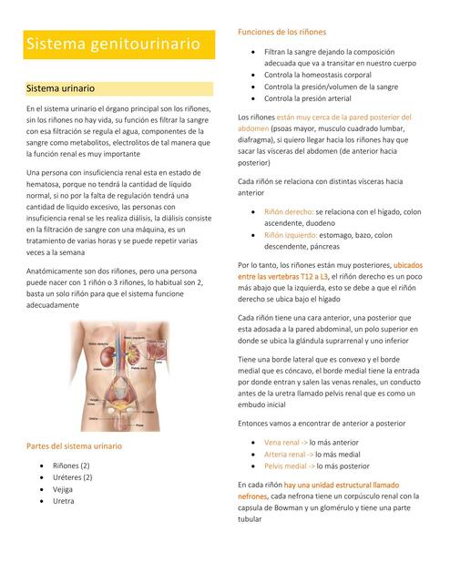Sistema Genitourinario