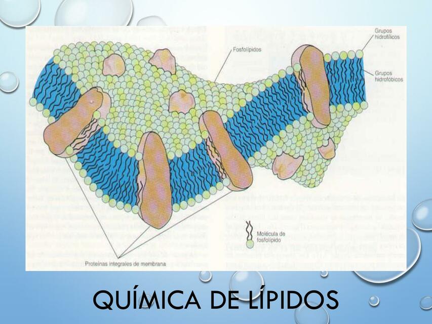 Química de lípidos