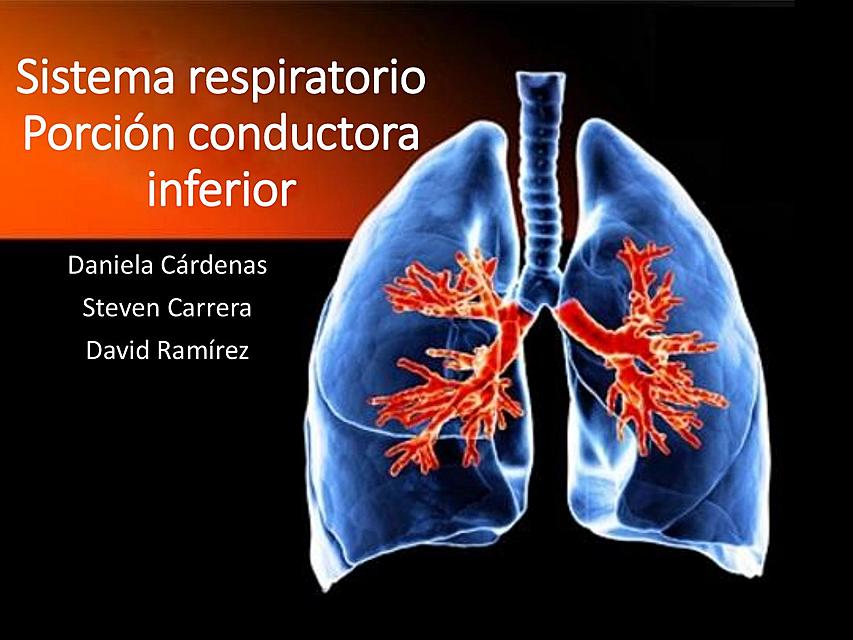 Hsitología SIstema respiratorio superior