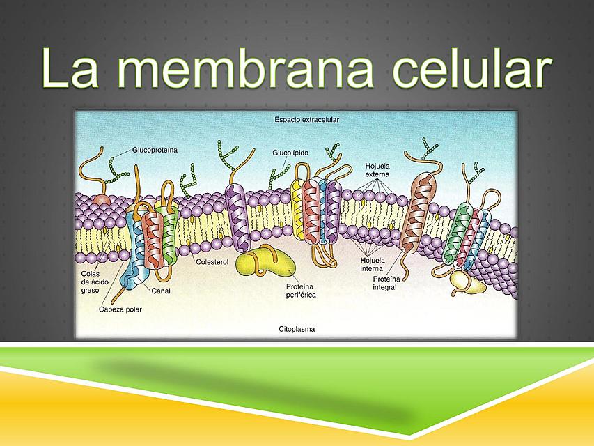 Membrana celular