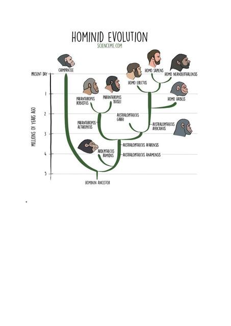 Evolución gumana