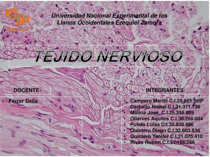 Tejido nervioso   