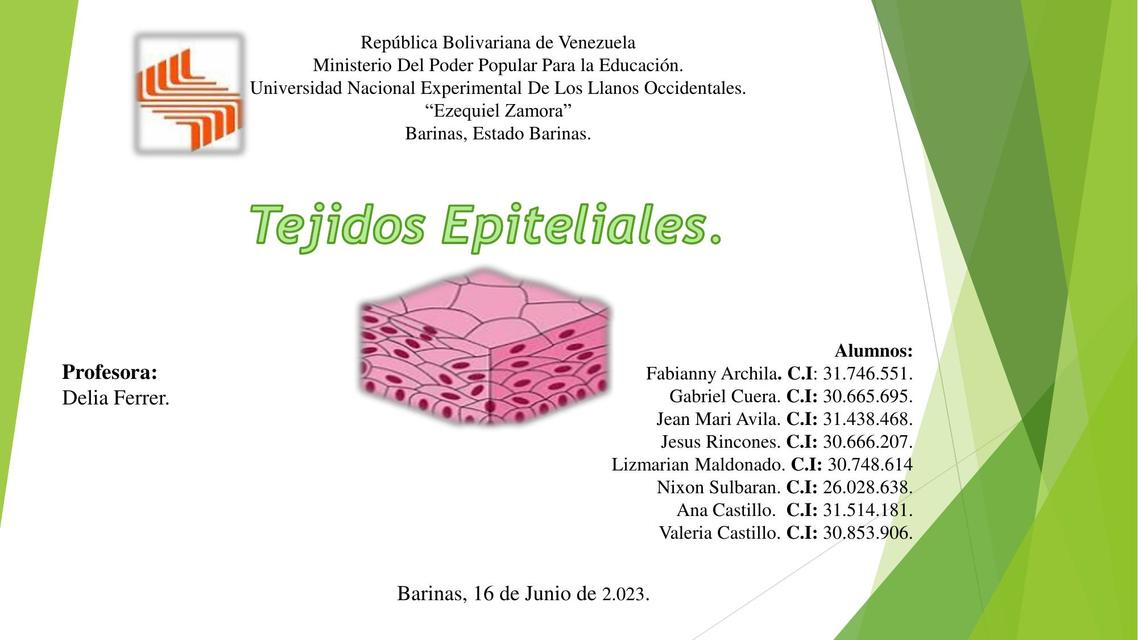 Tejido epiteliales 