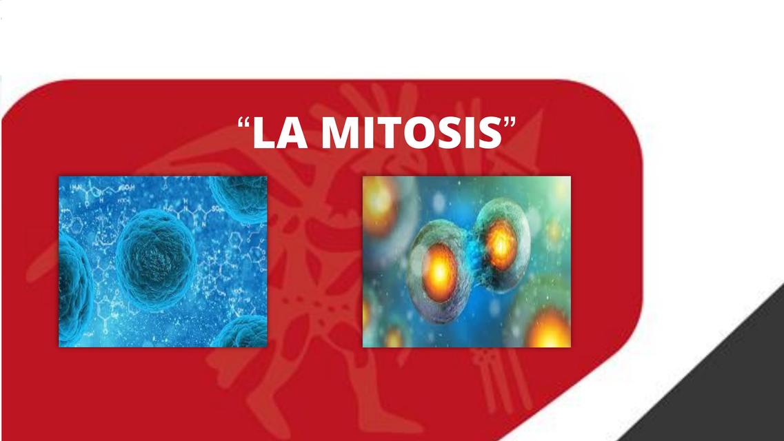 La mitosis  