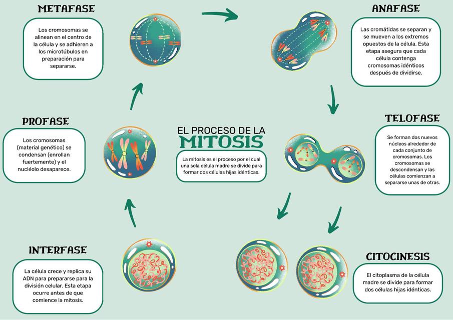 El Proceso de la Mitosis 