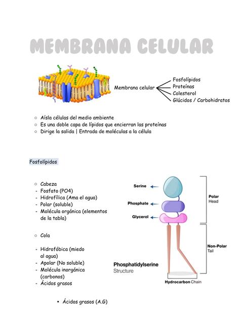 Membrana celular  