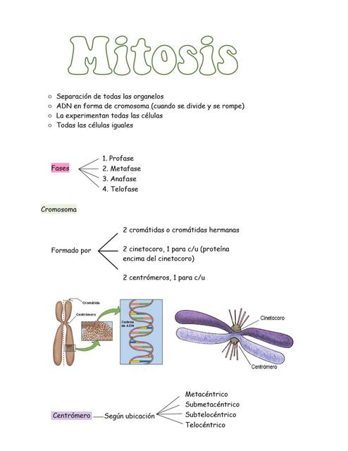 Mitosis 