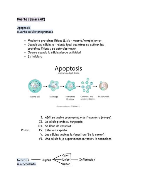 Muerte celular, apoptosis y necrosis 