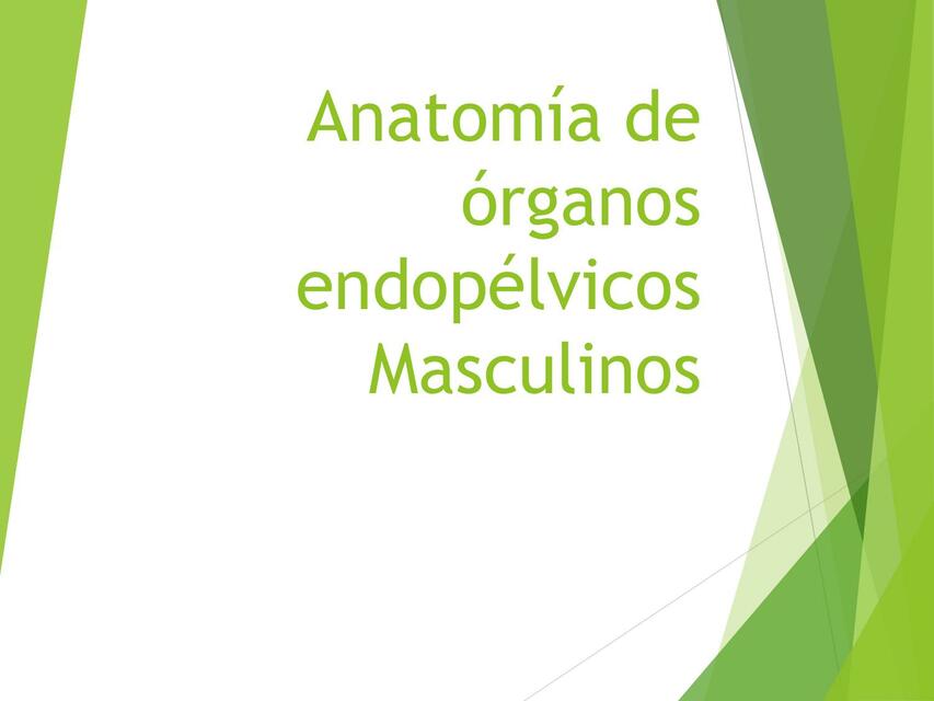 Anatomía de Órganos endopélvicos Masculinos 