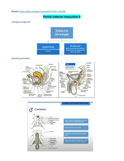 Periné Anterior Masculino 