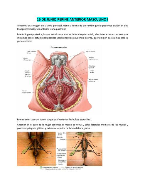 Periné Anterior Maculino I 