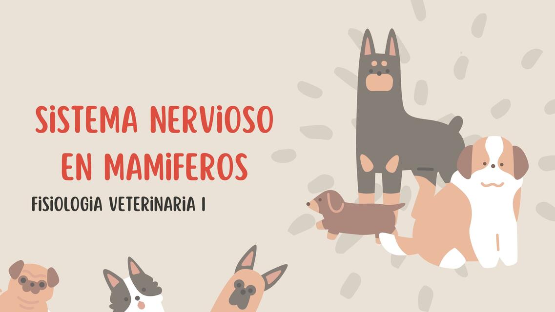 Sistema nervioso en mamiferos