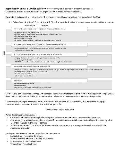 Resumen - ciclo celular