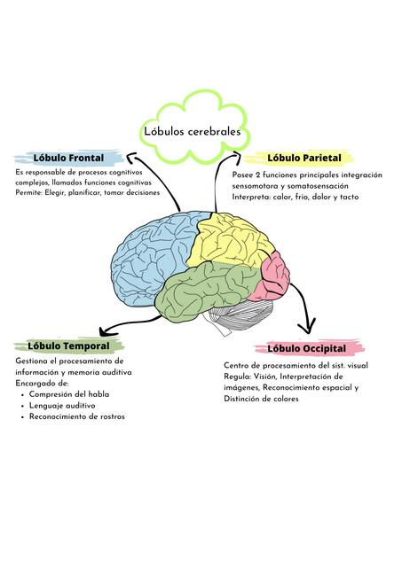 Lóbulos Cerebrales