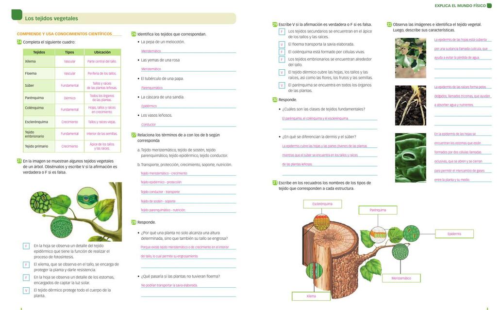 Los tejidos vegetales