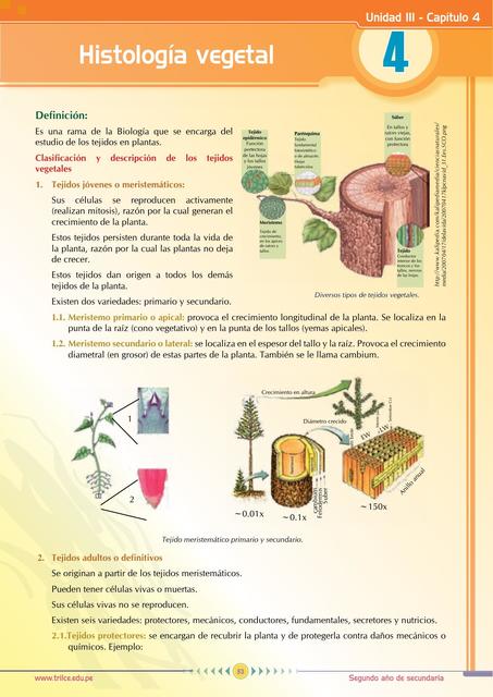 Histologia vegetal   