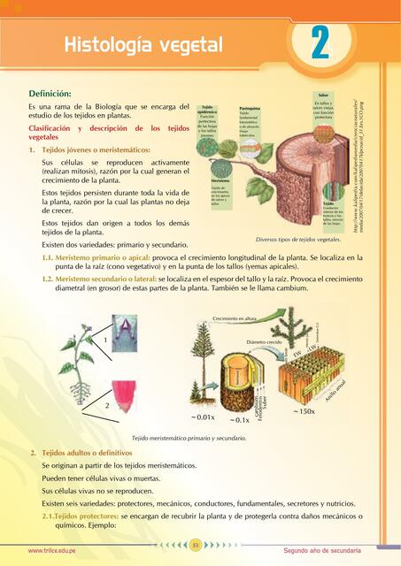 Histologia vegetal