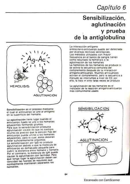 Sensibilizacion, aglutinacion y prueba de la antiglobulina