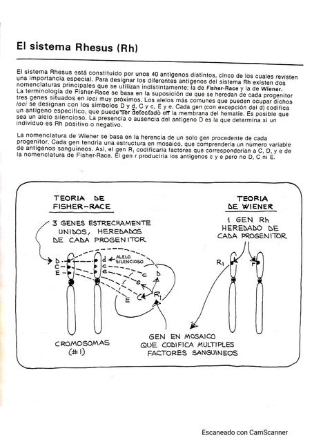 El Sistema Rhesus RH 