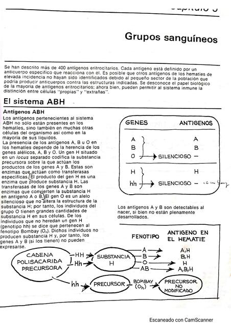 Sistema ABO