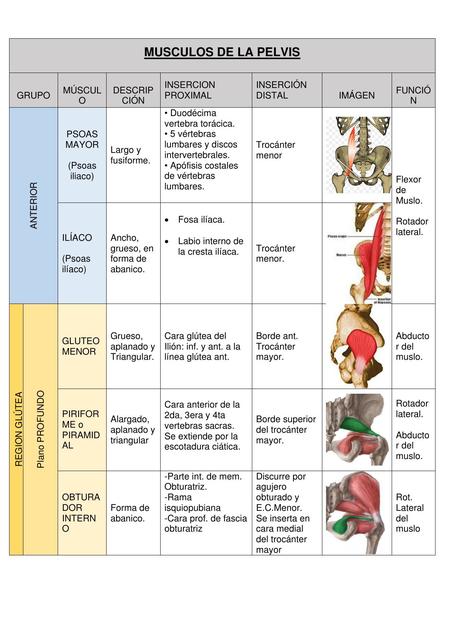 Músculos de la pelvis  