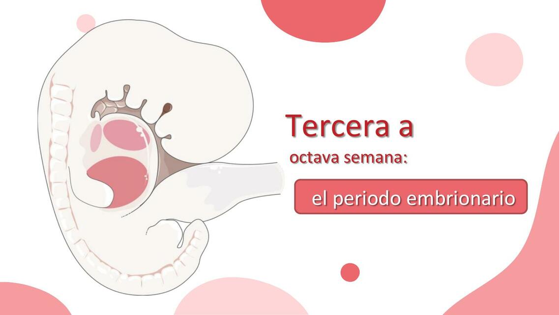 Tercera a octava semana del desarrollo embrionarionario | Mayra Jakelin