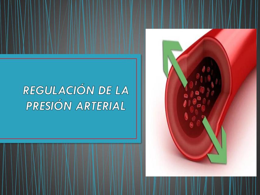 Regulación de la Presión Arterial | Vivian Elizabeth Dominguez Castillo ...