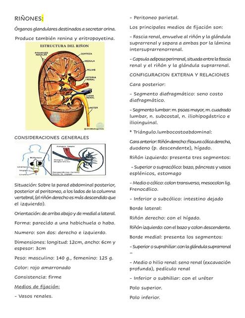 Anatomia del riñon | Sarai Colque | uDocz