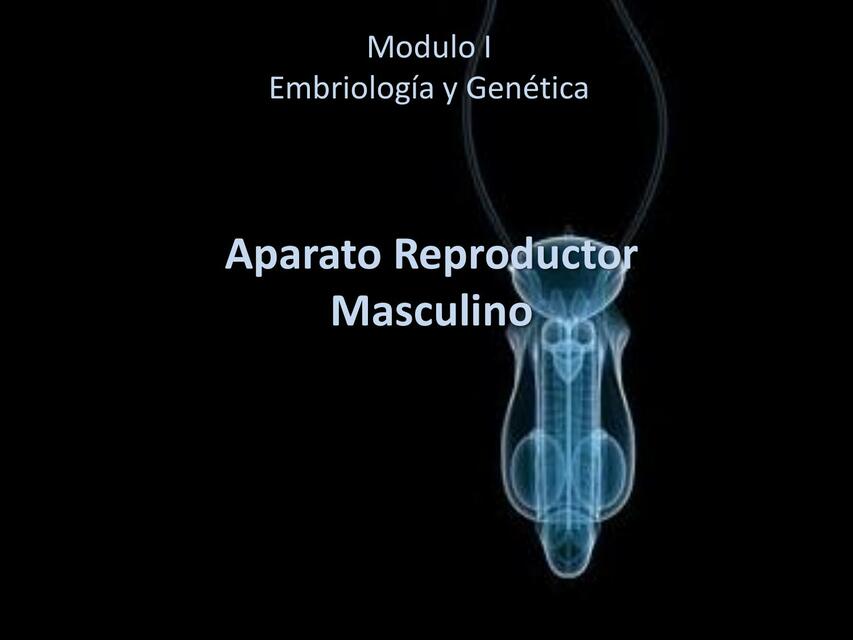 Aparato Reproductor Masculino 