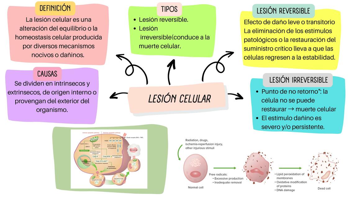 Lesion celular